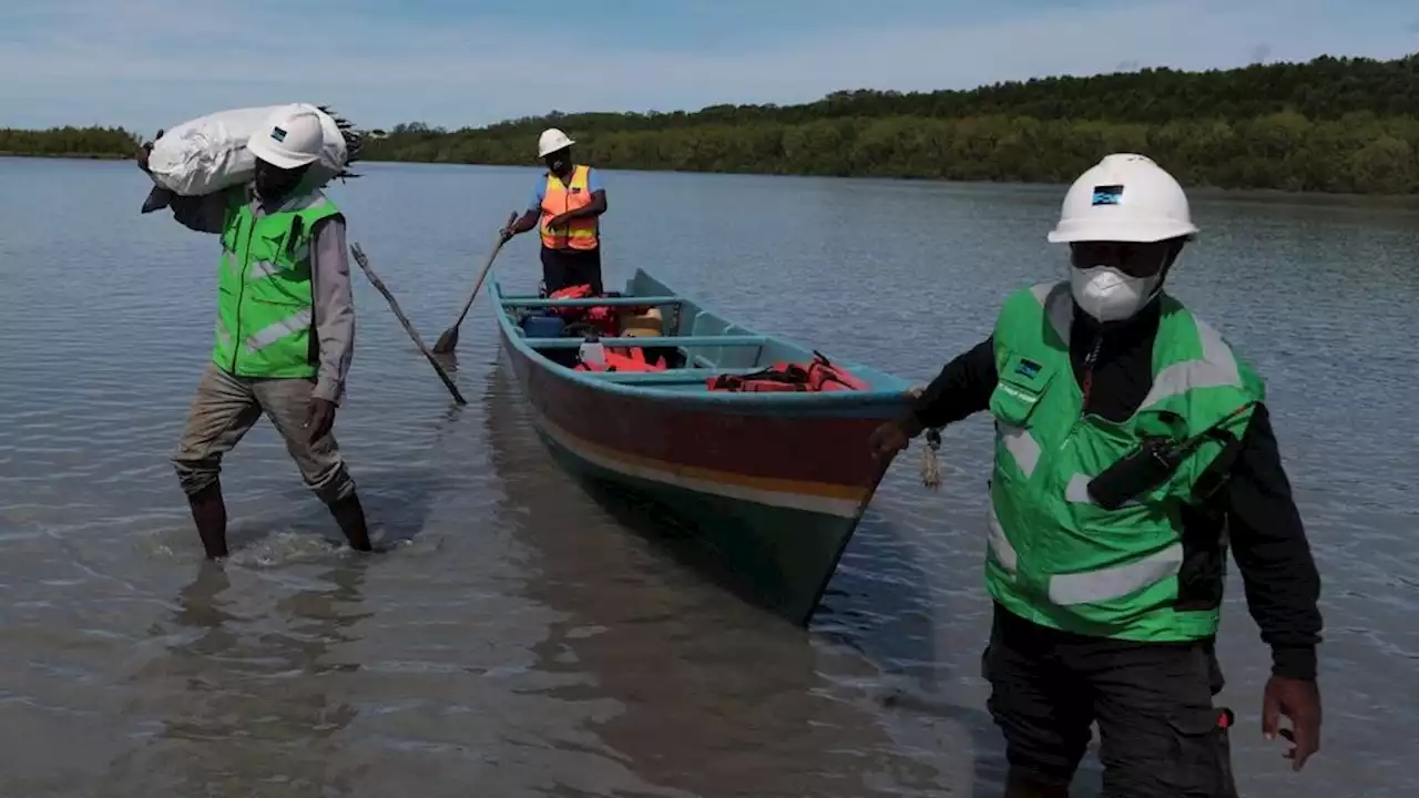 Mangrove Berperan Mewujudkan Nol Emisi Karbon