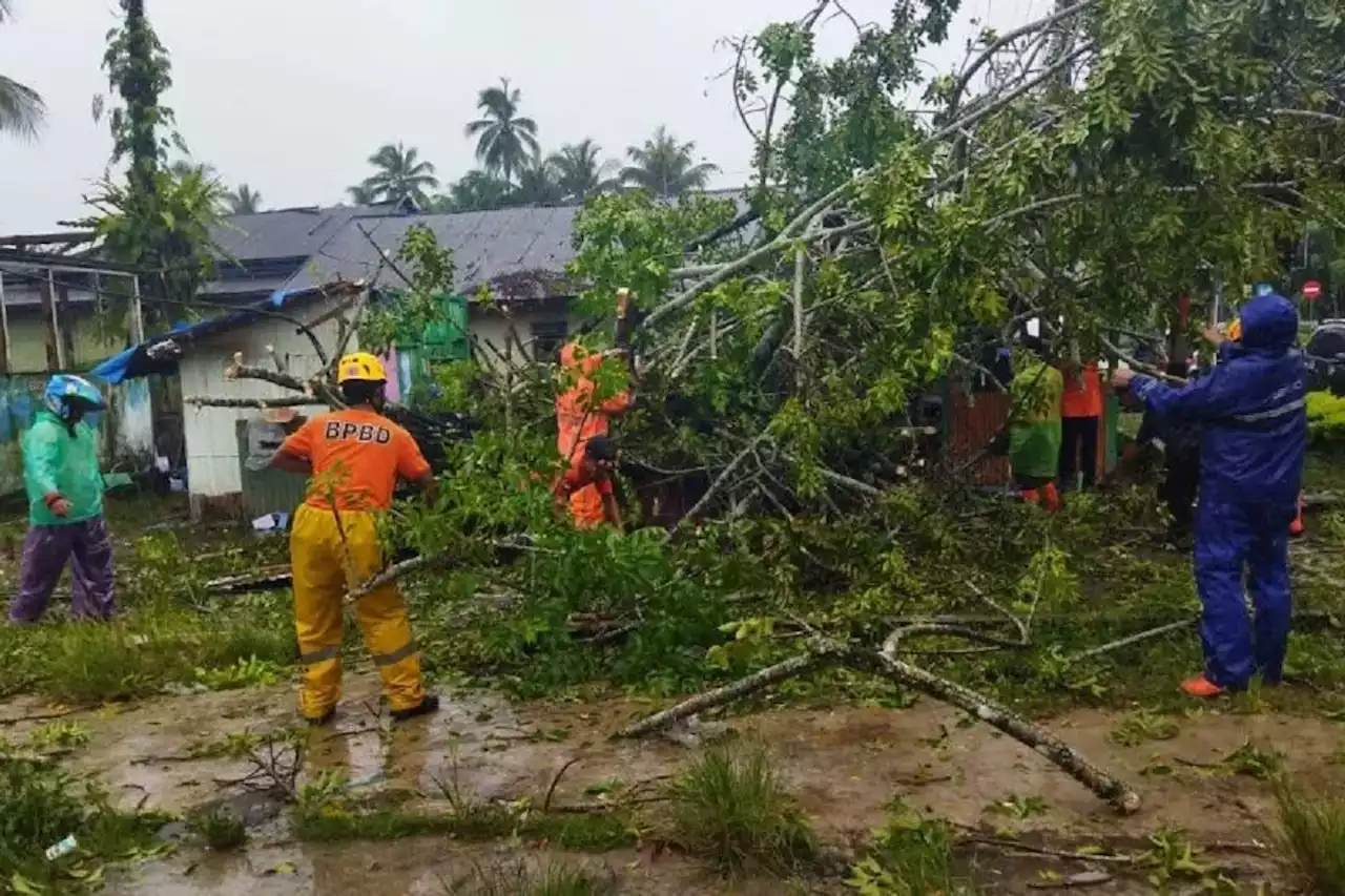 Tetap Waspada, Pohon Tumbang Menimpa 10 Unit Rumah di Agam