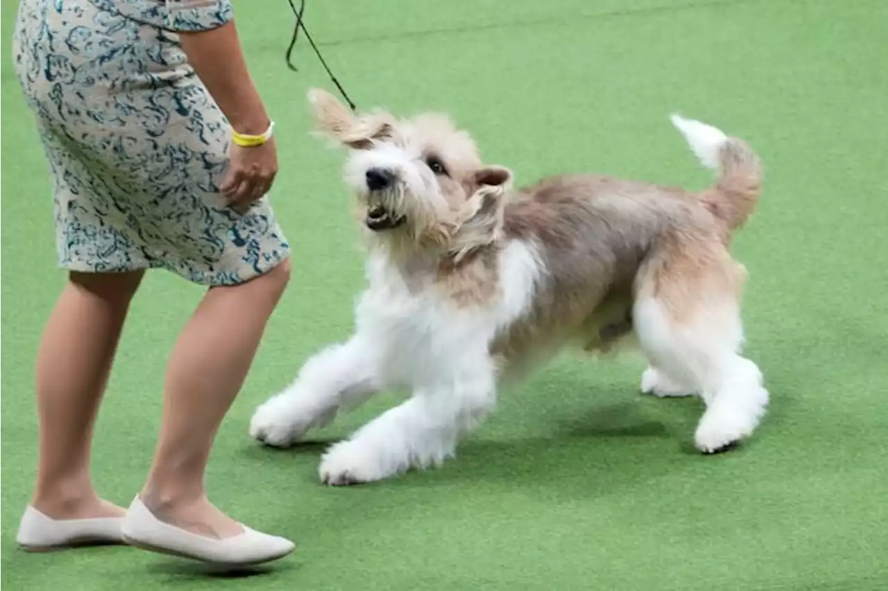 Peke, Frenchie, Aussie and, yes, PBGV make dog show finals