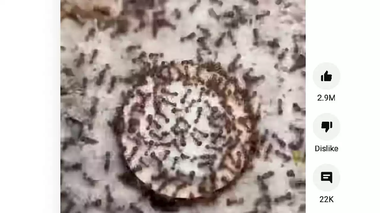 Have You Seen This? What happens when you give ants an Oreo