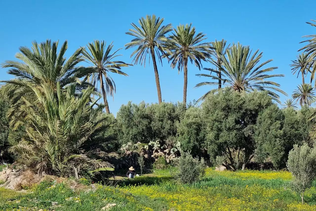 Sécheresse : les oasis au Maroc, les leçons d’un savoir-faire ancestral