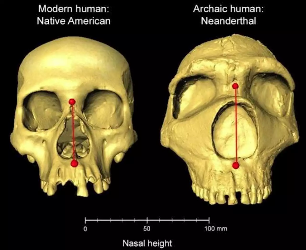 La Jornada: Humanos heredaron gen de neandertales que da forma a la nariz, revela estudio