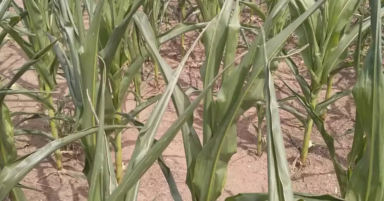 Declaran la emergencia agropecuaria por sequía en 21 departamentos de Córdoba | Agro | La Voz del Interior