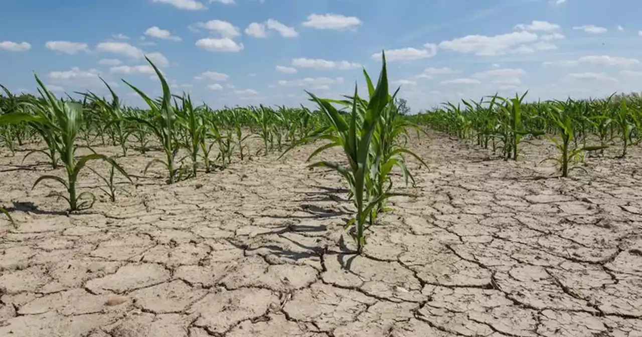 La Nación oficializó la emergencia agropecuaria para Córdoba y Neuquén | Actualidad | La Voz del Interior