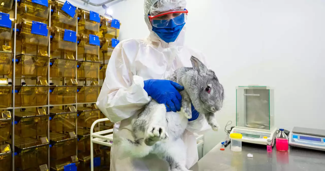 Audrey Jougla : « Les animaux de laboratoire sont les “dommages collatéraux” d’un système où le bon sens a déserté »