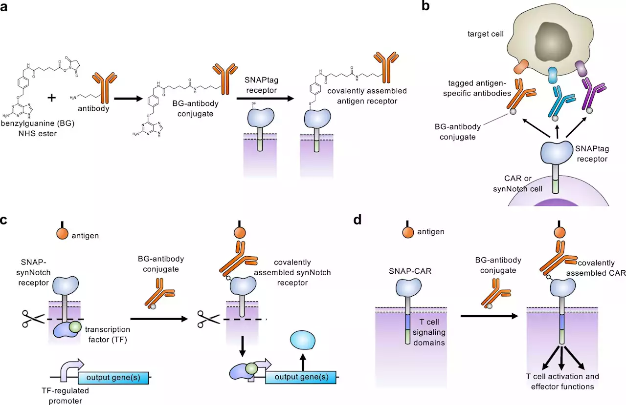 Customizing T cell-based immunotherapies using new 'SNAPtag' technology