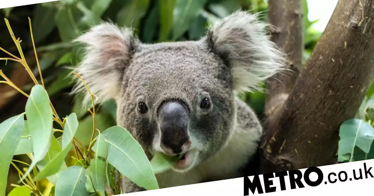 Australia hopes to protect its koalas from chlamydia with vaccination programme