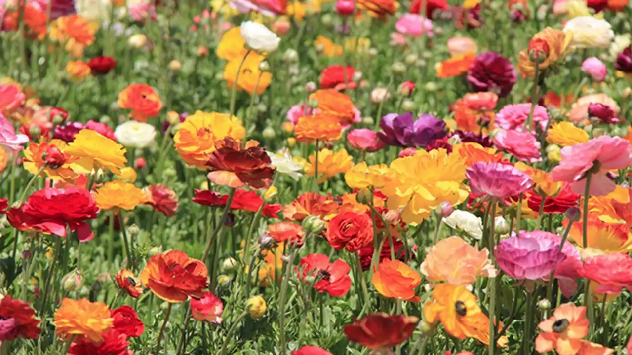 Carlsbad Flower Fields Extends 2023 Season