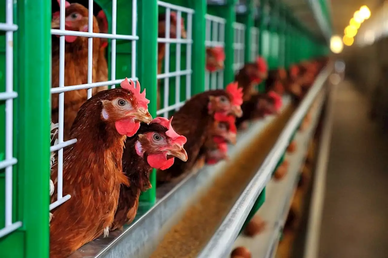 Quantum had to kill 420 000 chickens due to bird flu, warns of egg crunch in WCape | Business