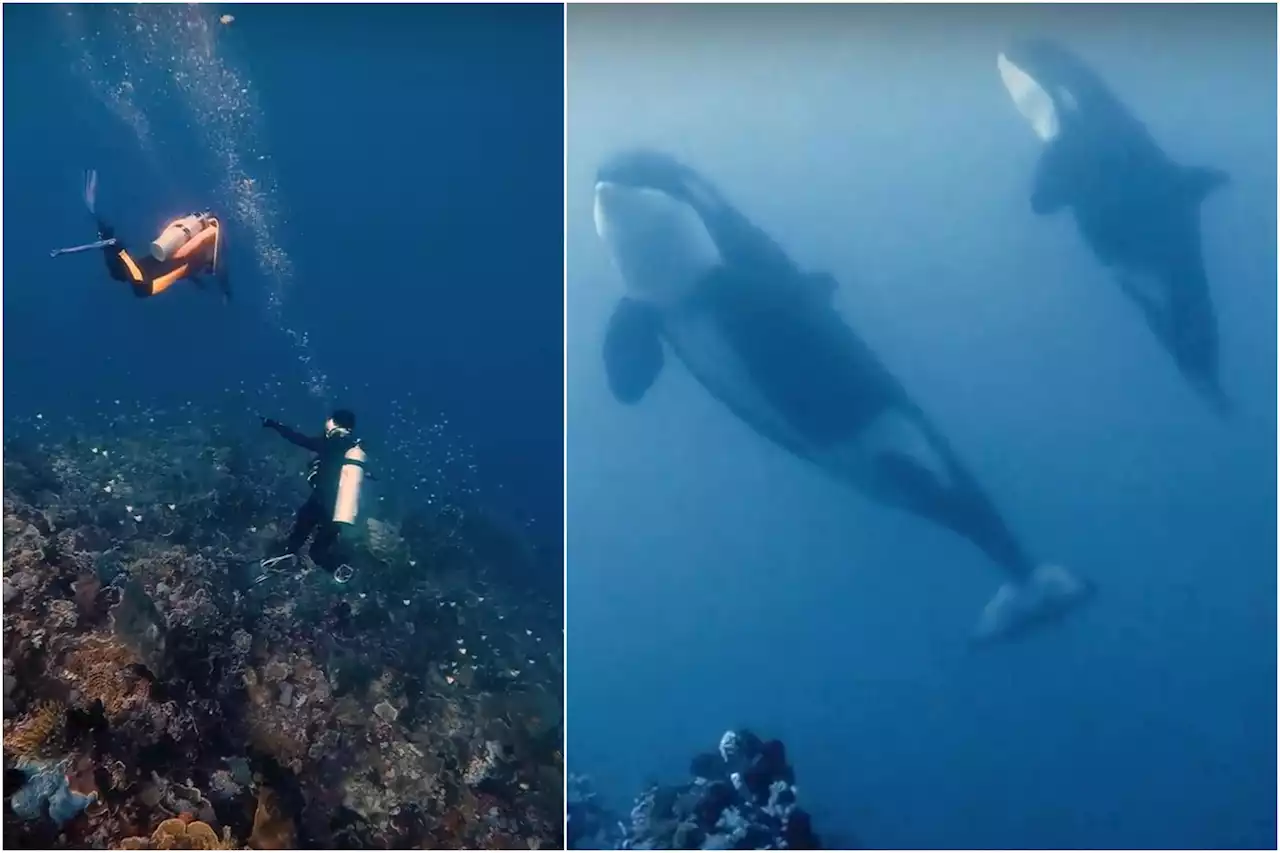 Moment divers come face-to-face with pod of killer whales in rare encounter