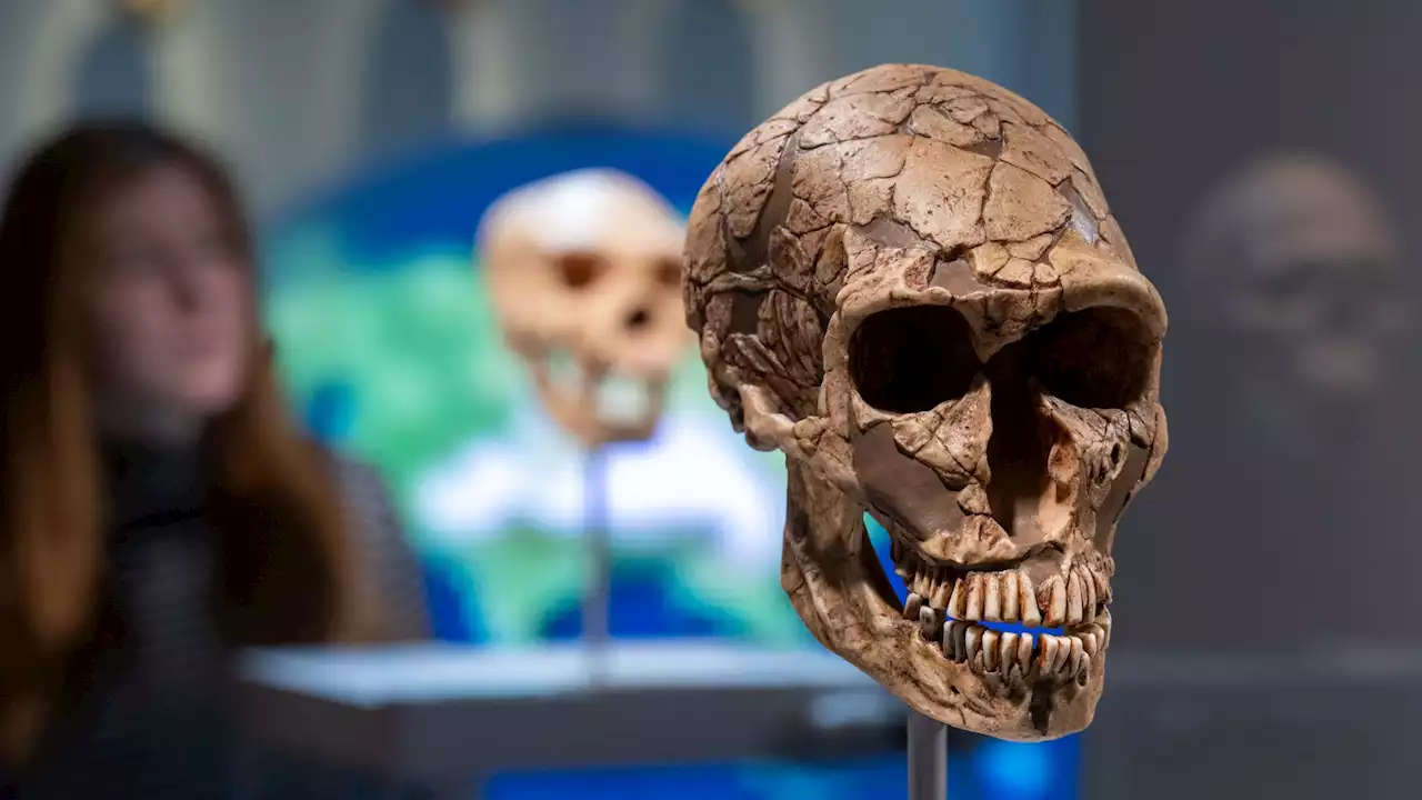 How Neanderthal genetic material could influence nose shapes to this day