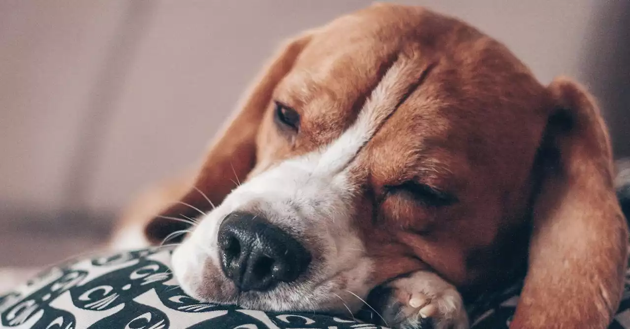 Can Dogs Have Sleep Disorders?