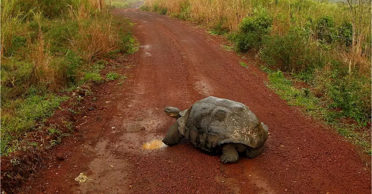 Ecuador seals record debt-for-nature swap with Galapagos bond