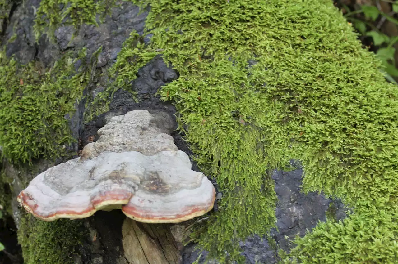 Studie: Pilze bedrohen Ernährungssicherheit - Schweizer Bauer