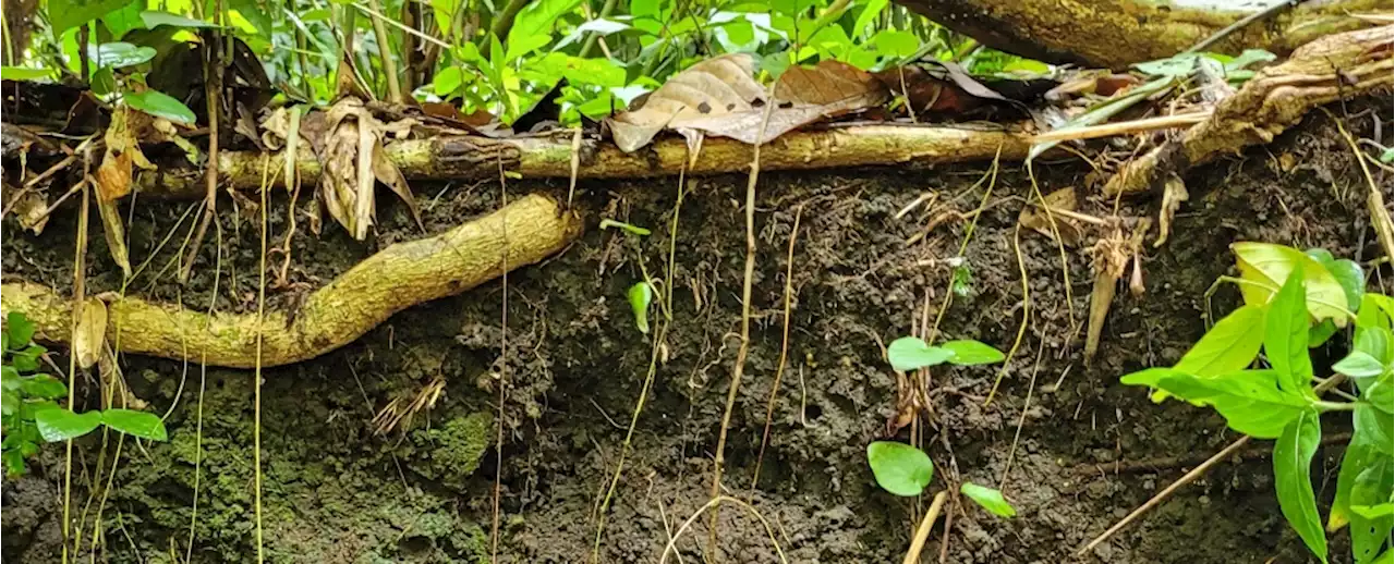 'Dark Earth' Buried in The Amazon's Past Could Help Save Its Future