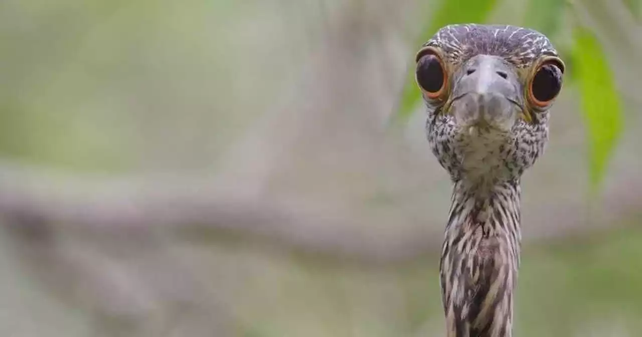 Cal Academy's City Nature Challenge results are in