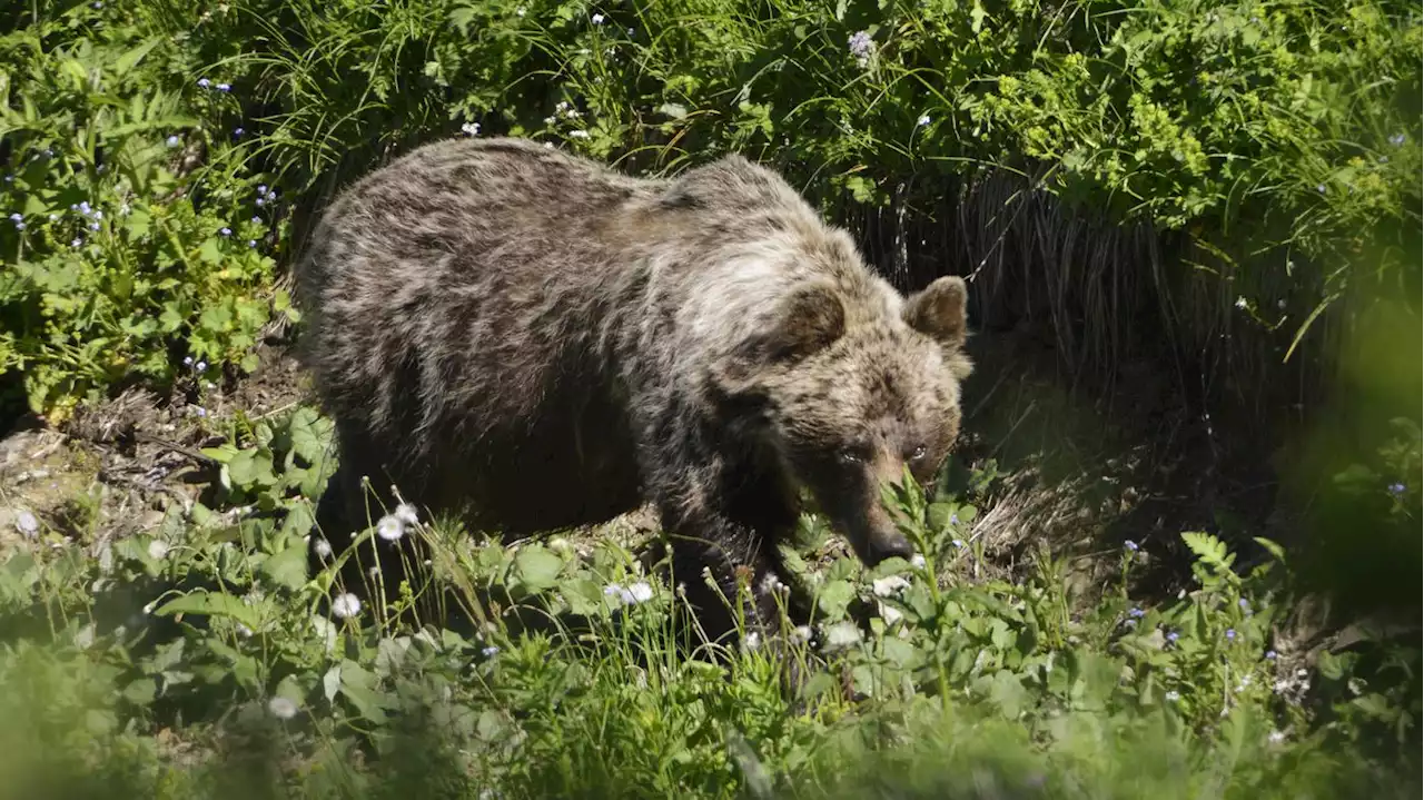 Aufruf zur Vorsicht: Kamera nimmt Braunbär in Bayern auf