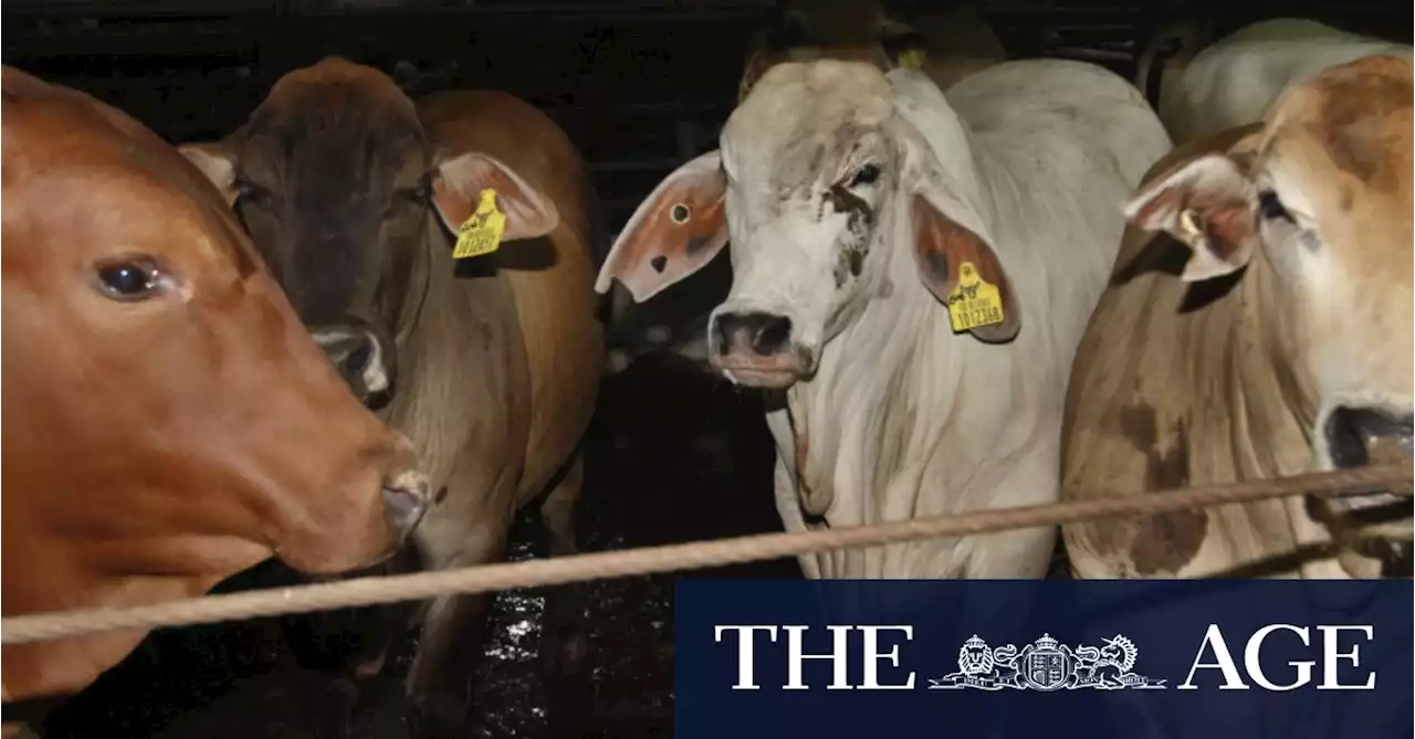 Investigation finds Indonesian abattoirs violated live export rules