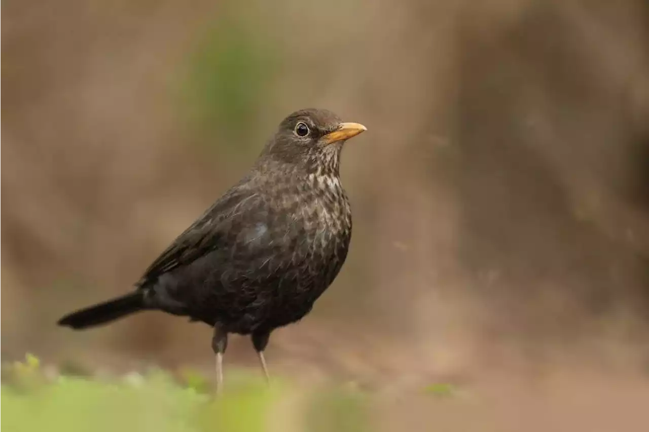 GitHub replaces code search engine with Rust-based Blackbird