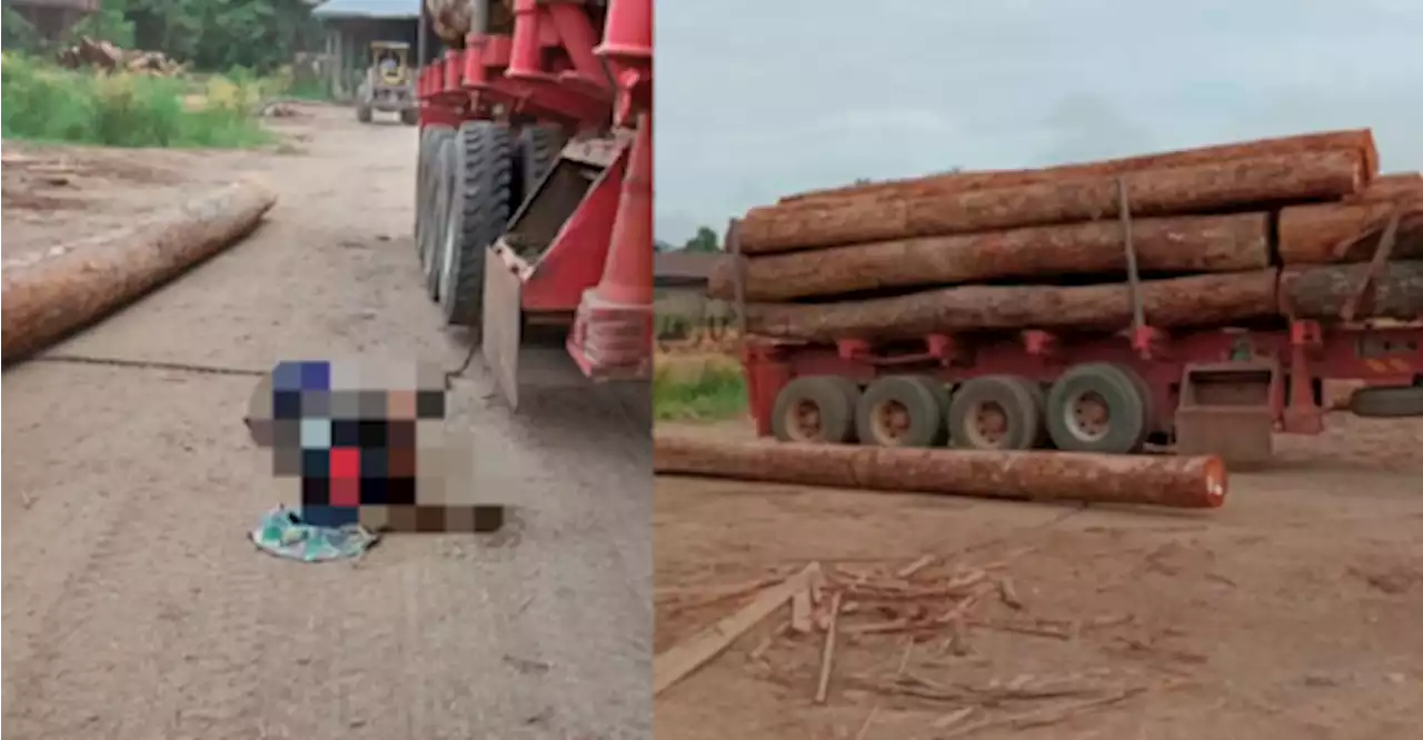 Lorry driver crushed to death by falling timber log