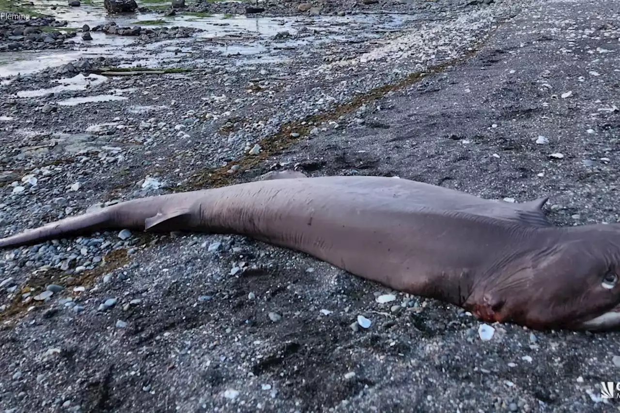 Video: 'Absolutely amazing' 10-foot shark washes up on Hornby Island