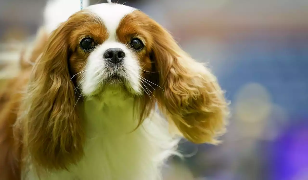 At this Westminster, King Charles is the spaniel sort