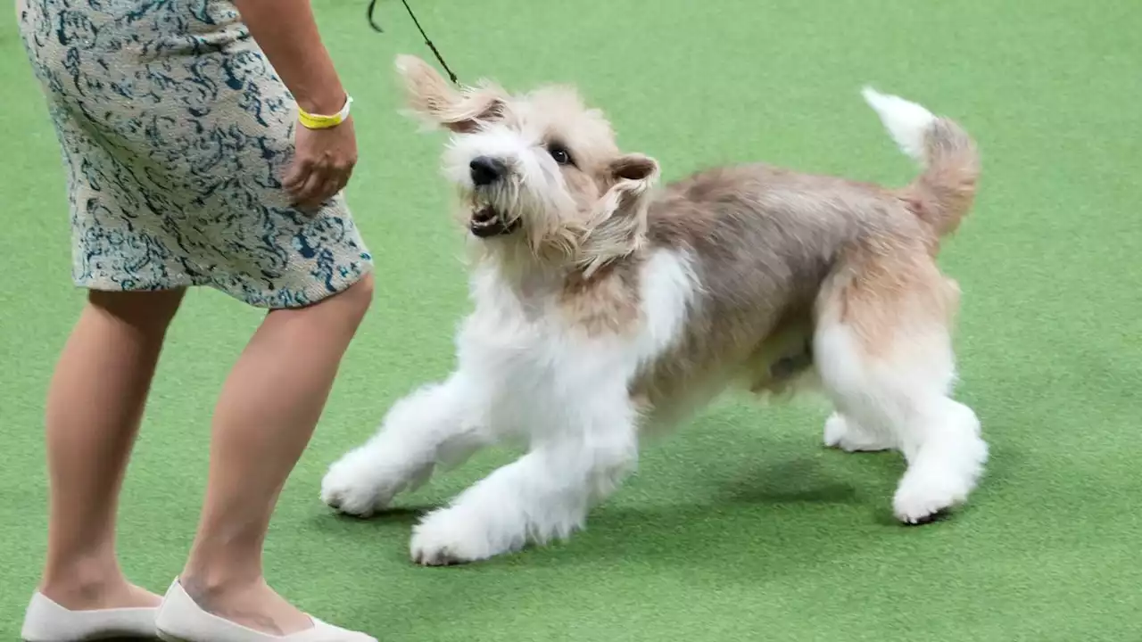 Peke, Frenchie, Aussie and, yes, PBGV make dog show finals