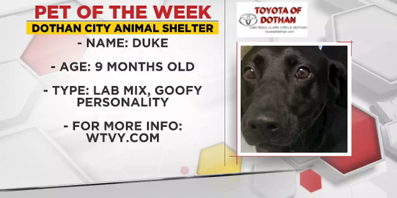 Pet of the Week: Dashing Duke