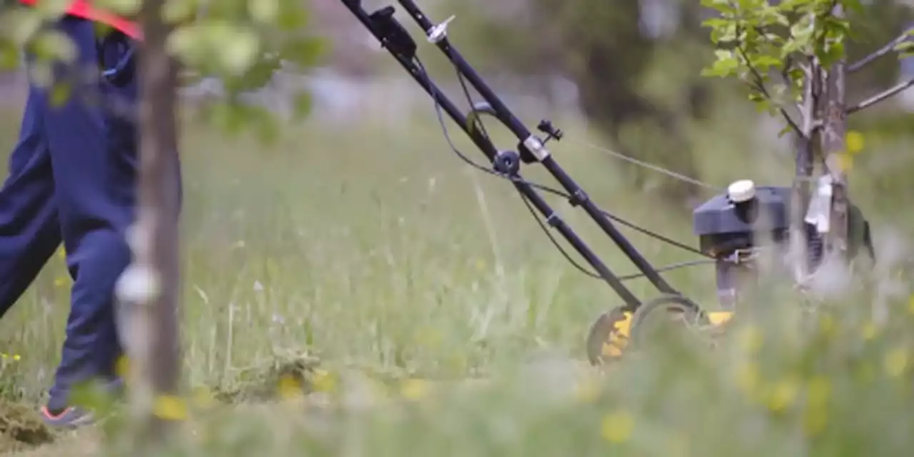 Usefulness of ‘No Mow May’ to pollinators up for debate