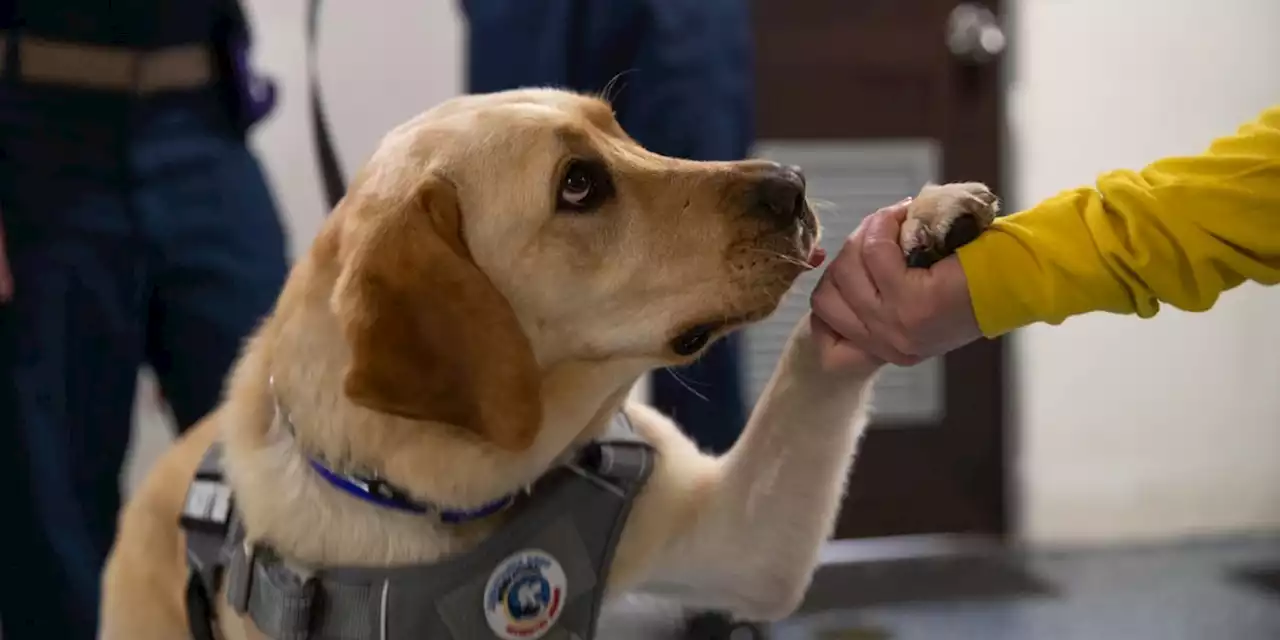 USS Gerald R. Ford welcomes aboard therapy dog during deployment