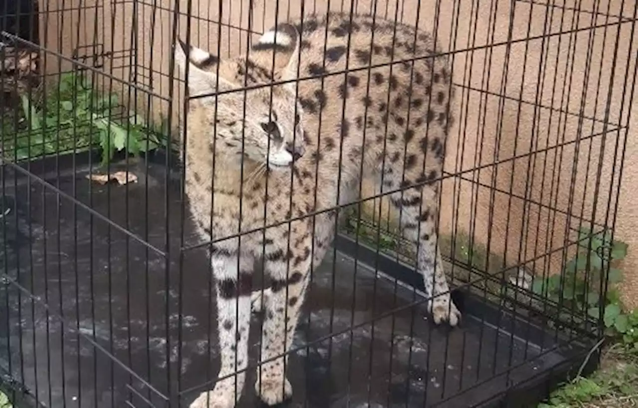 Un serval, dont la détention est très encadrée, retrouvé dans un jardin