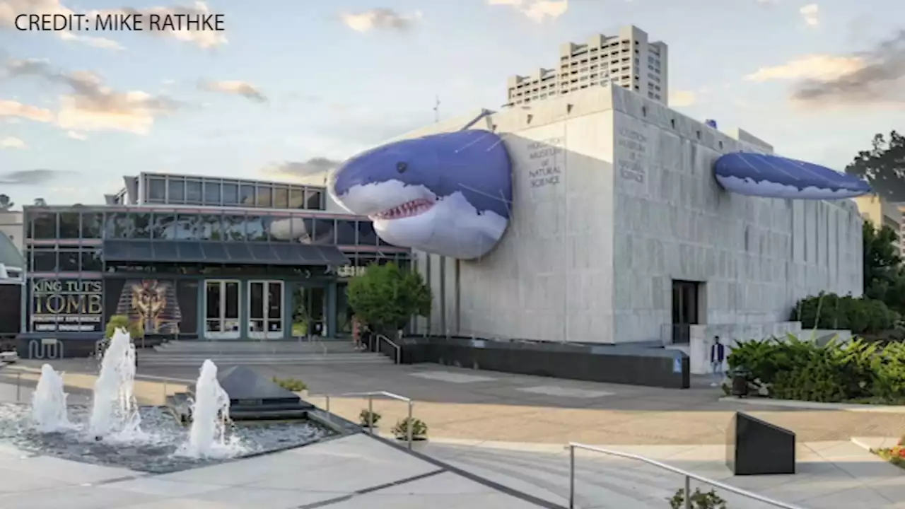 Sharks and 'Meg' the corpse flower bring pungent personality to Museum of Natural Science