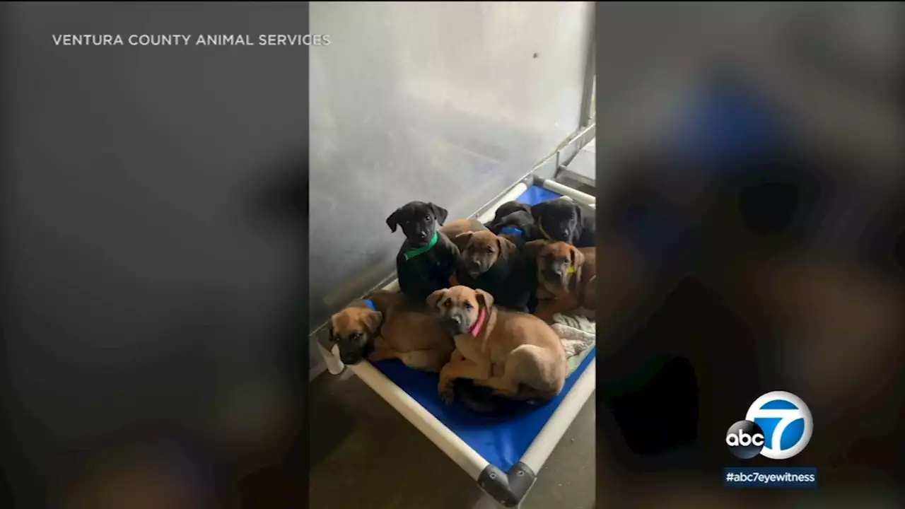 Ventura County Animal Services struggle with overcrowding as more stray dogs continue to come in