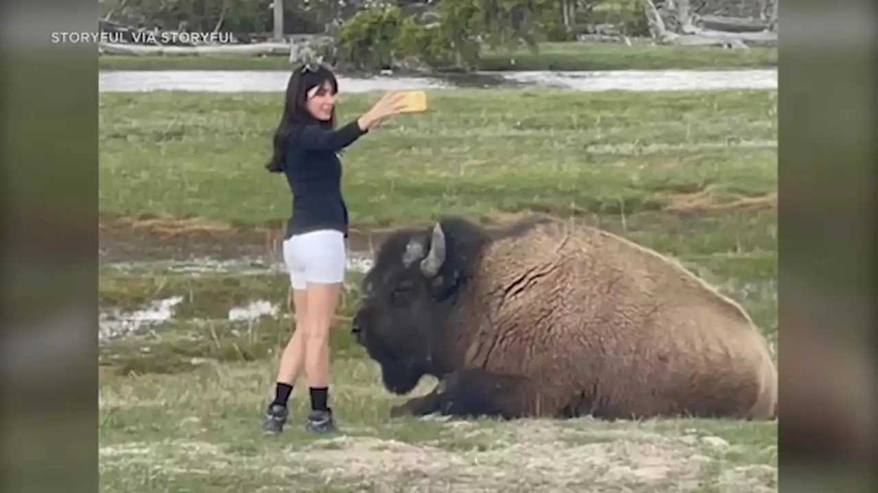 Dangerous stunt: Despite warnings, woman approaches bison for selfie in Yellowstone