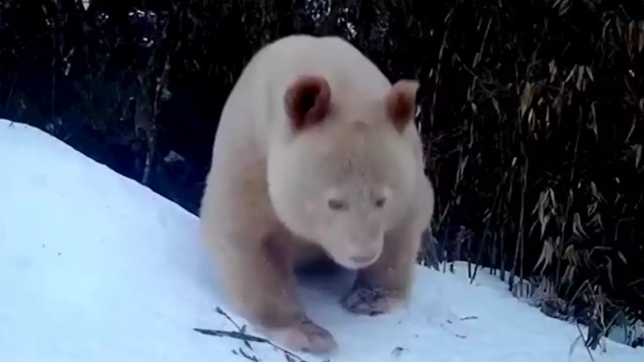 Only known all-white panda spotted for second time in China