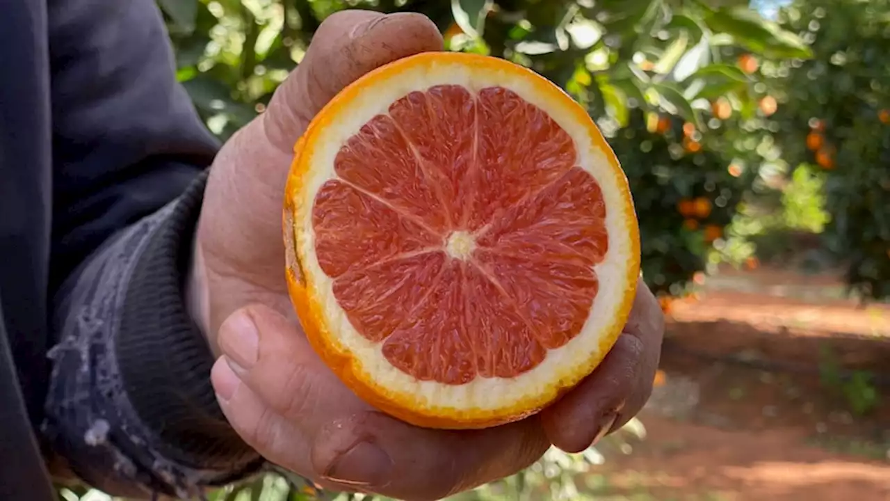 Pink is the new orange with consumers hungry for photo-worthy new citrus varieties