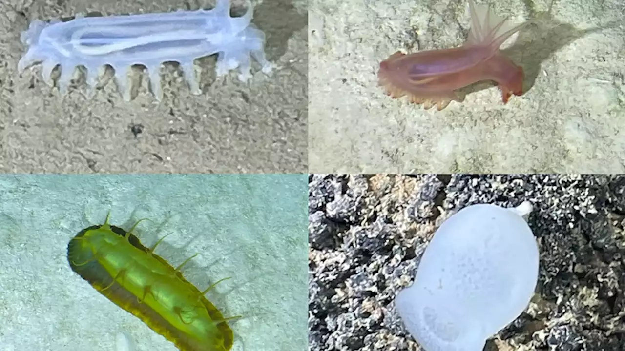 Scientists amazed by 'incredible' deep-sea diversity after dive off WA coast