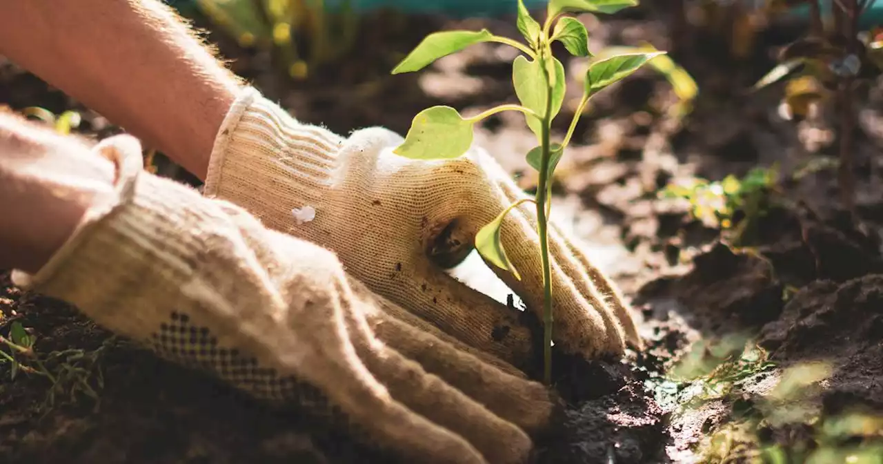 No excuses: Plant now before the window closes on Alaska’s short growing season