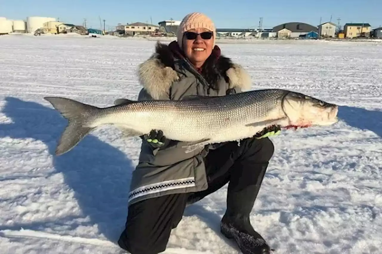 A large fish that fills freezers in Northwest Alaska could be in danger