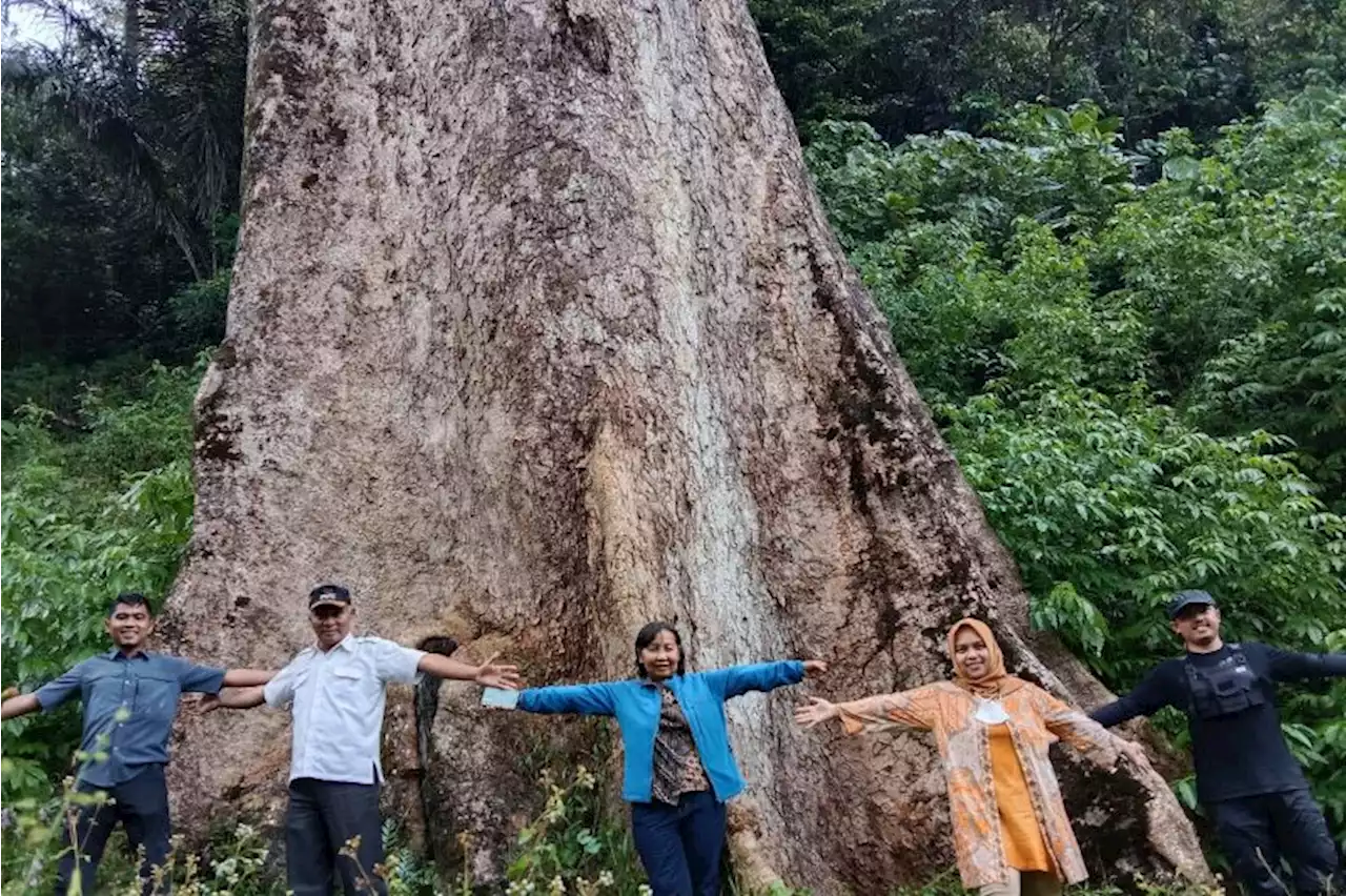 BPDLH: Pohon besar di Koto Malintang Agam jadi daya tarik wisatawan