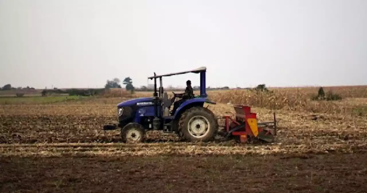 'Granary of China' braces for more wheat-damaging rain