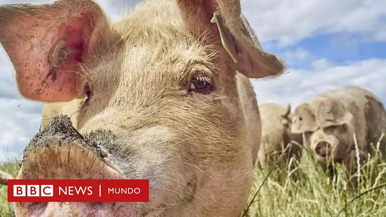 El extraordinario aumento del uso de grasa de animales para producir combustibles ecológicos - BBC News Mundo