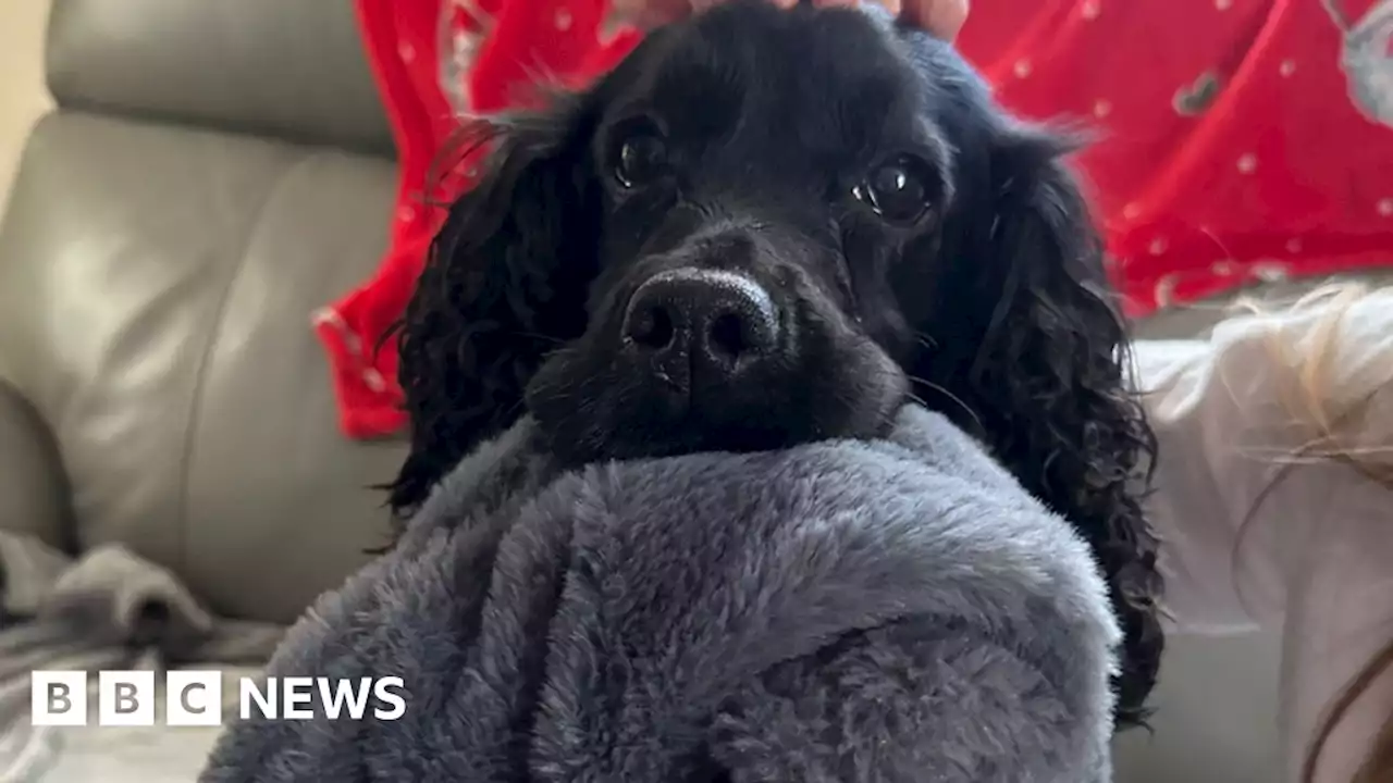 Powys dog found in ambulance after eight-month search