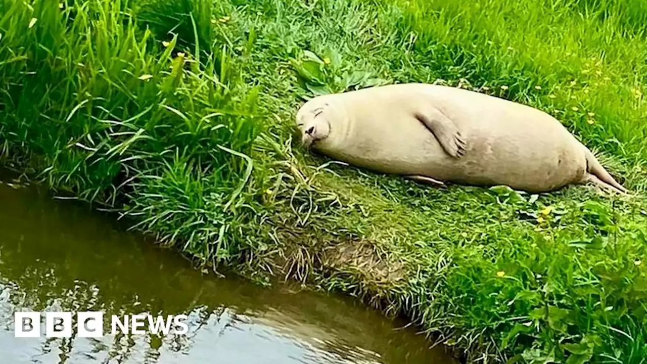 Smiley seal spotted in Ely becomes social media hit