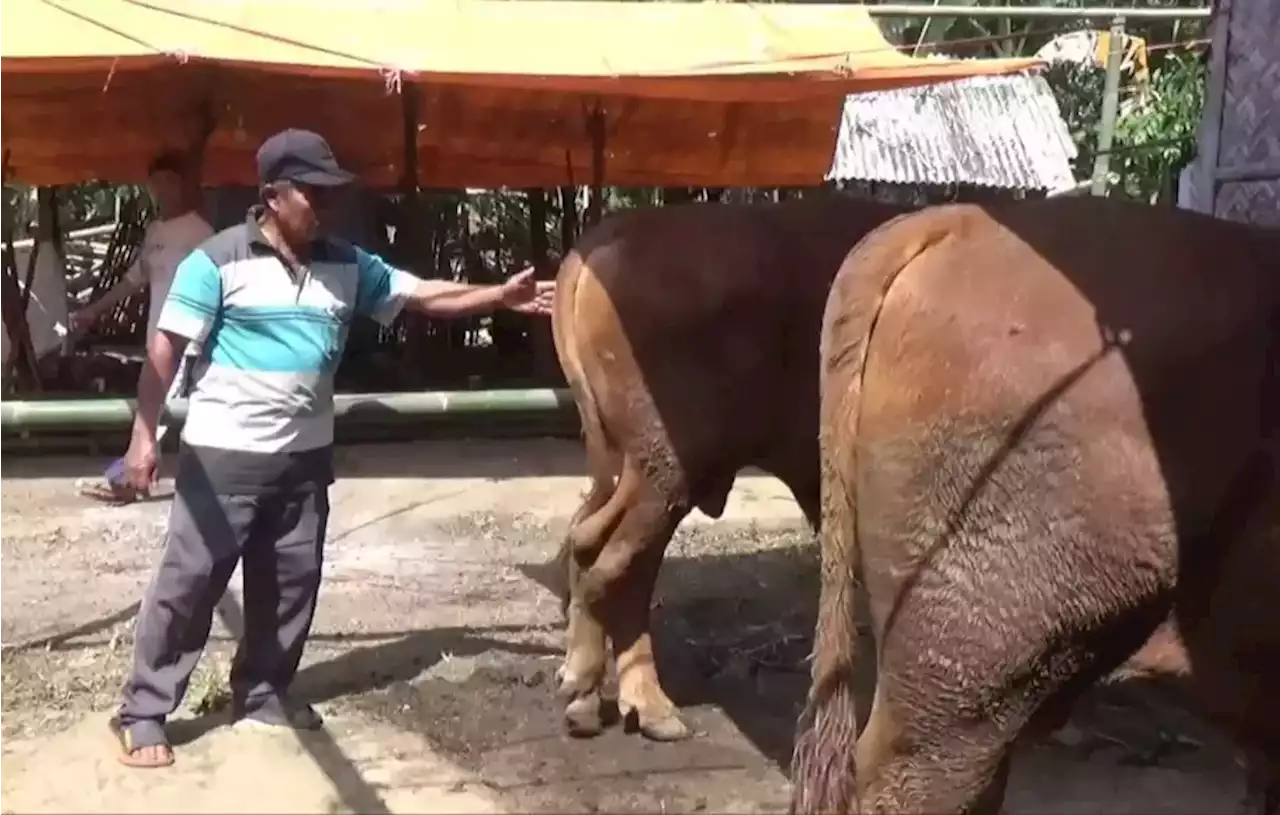 Jelang Iduladha, Permintaan Hewan Kurban di Jember Melonjak