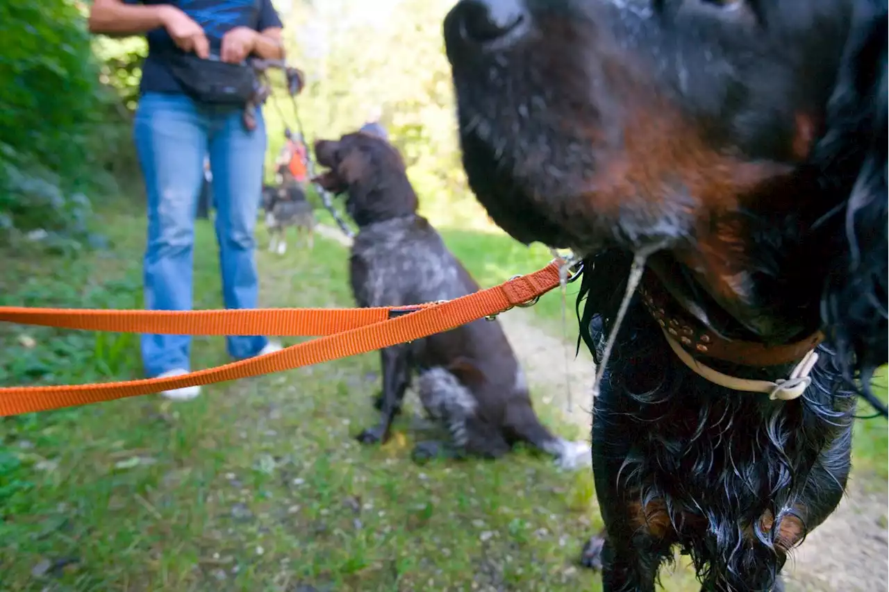 Einzelfälle oder echtes Problem? – Berner Hundebesitzer kritisieren Leinenpflicht im Wald