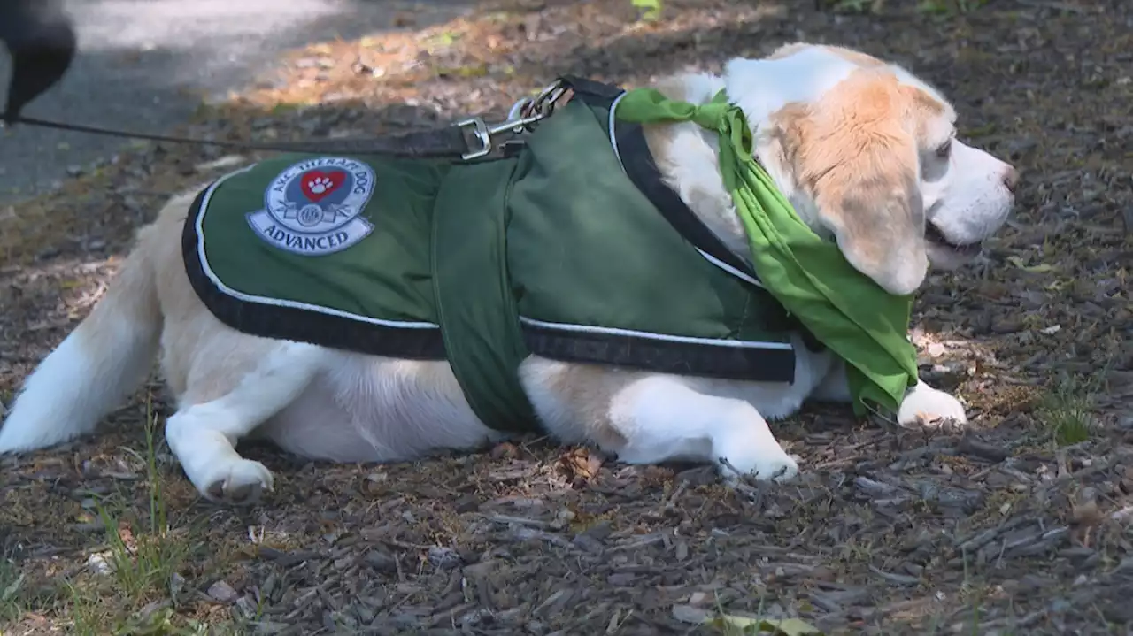 K-9 helps find missing therapy dog in Rhode Island woods