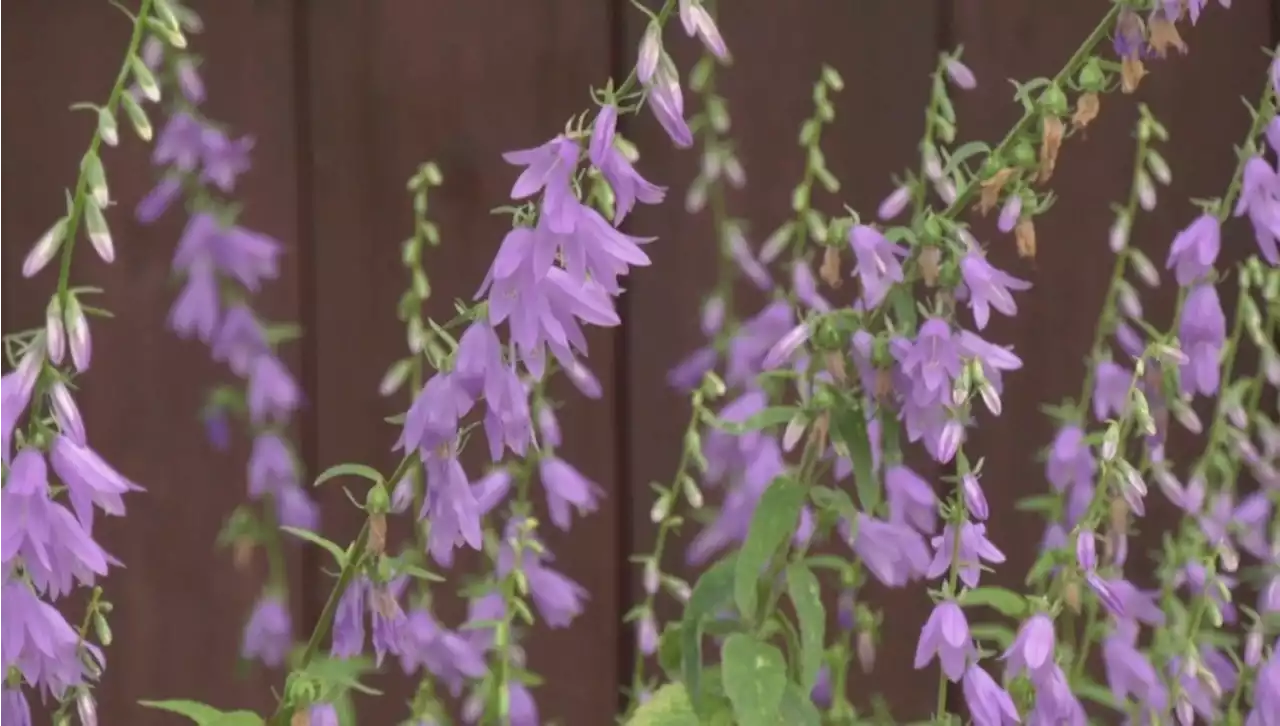 Bucks for Bellflowers: Calgary man offers cash for bagging invasive plant