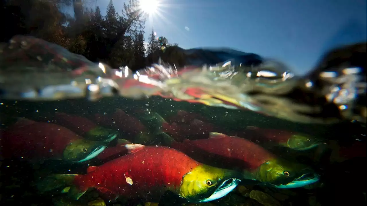 B.C. to invest $17 million on science, Indigenous knowledge to restore Pacific salmon