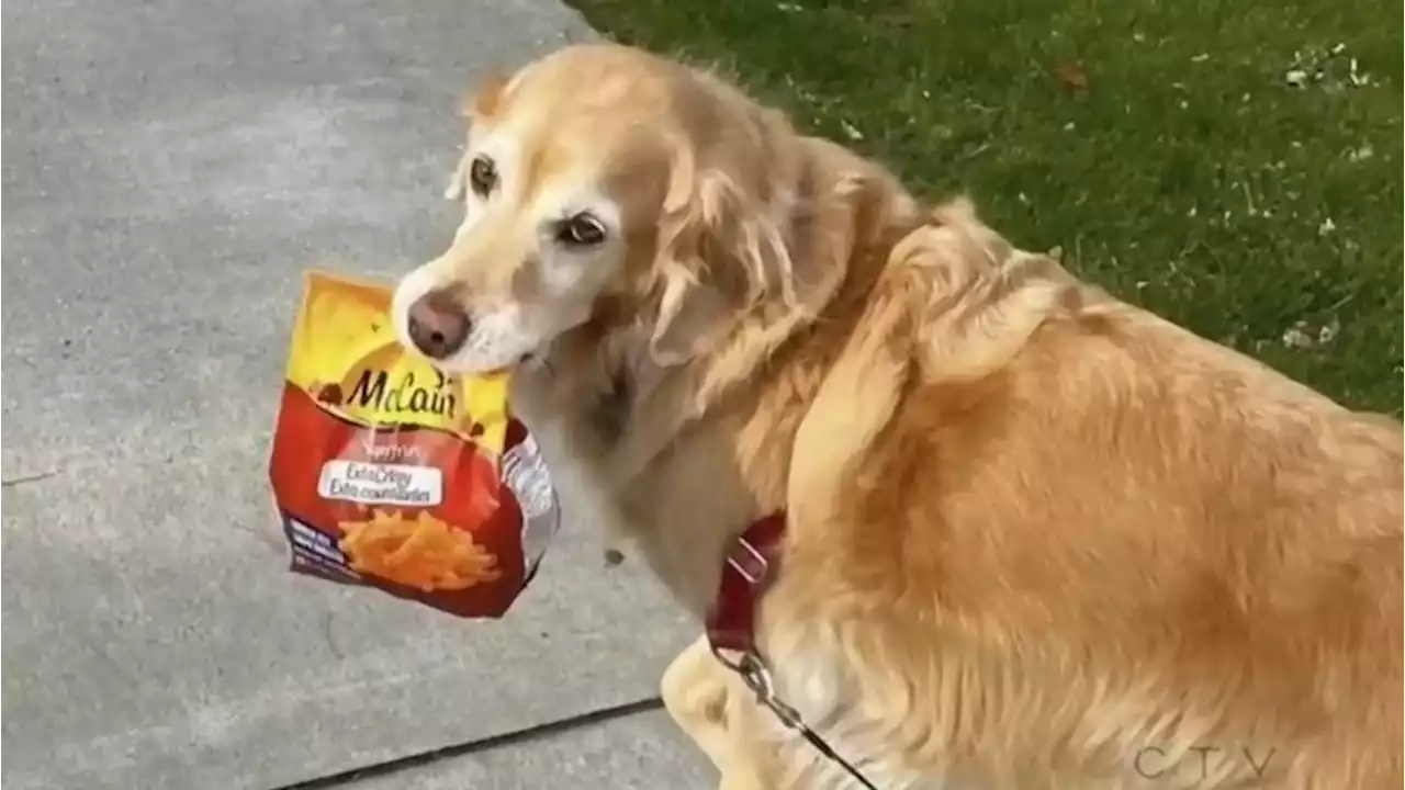 Langford golden retriever spends golden years carrying groceries